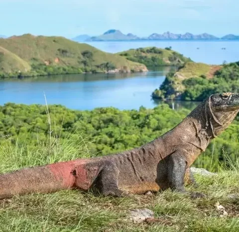 Exciting Adventure on Rinca Island